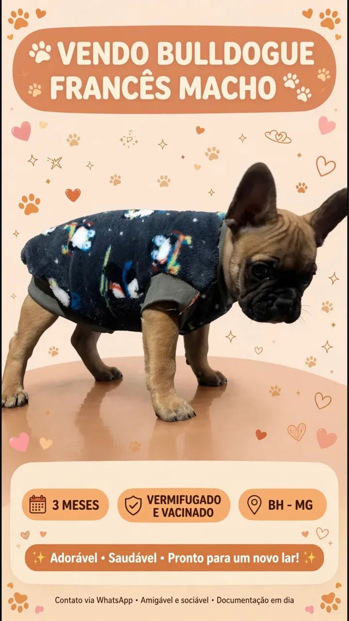Cachorro