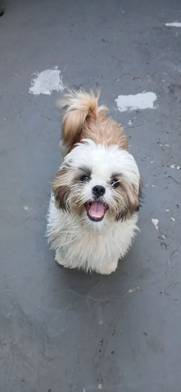 Cachorro shituz - Foto 2