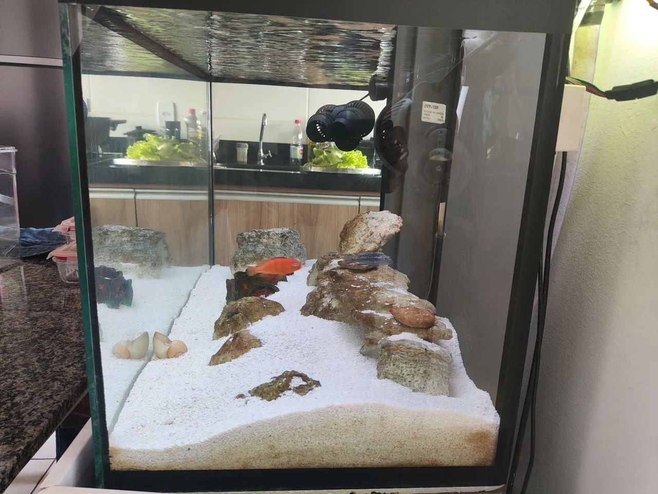 Aquário marinho  - Foto 5
