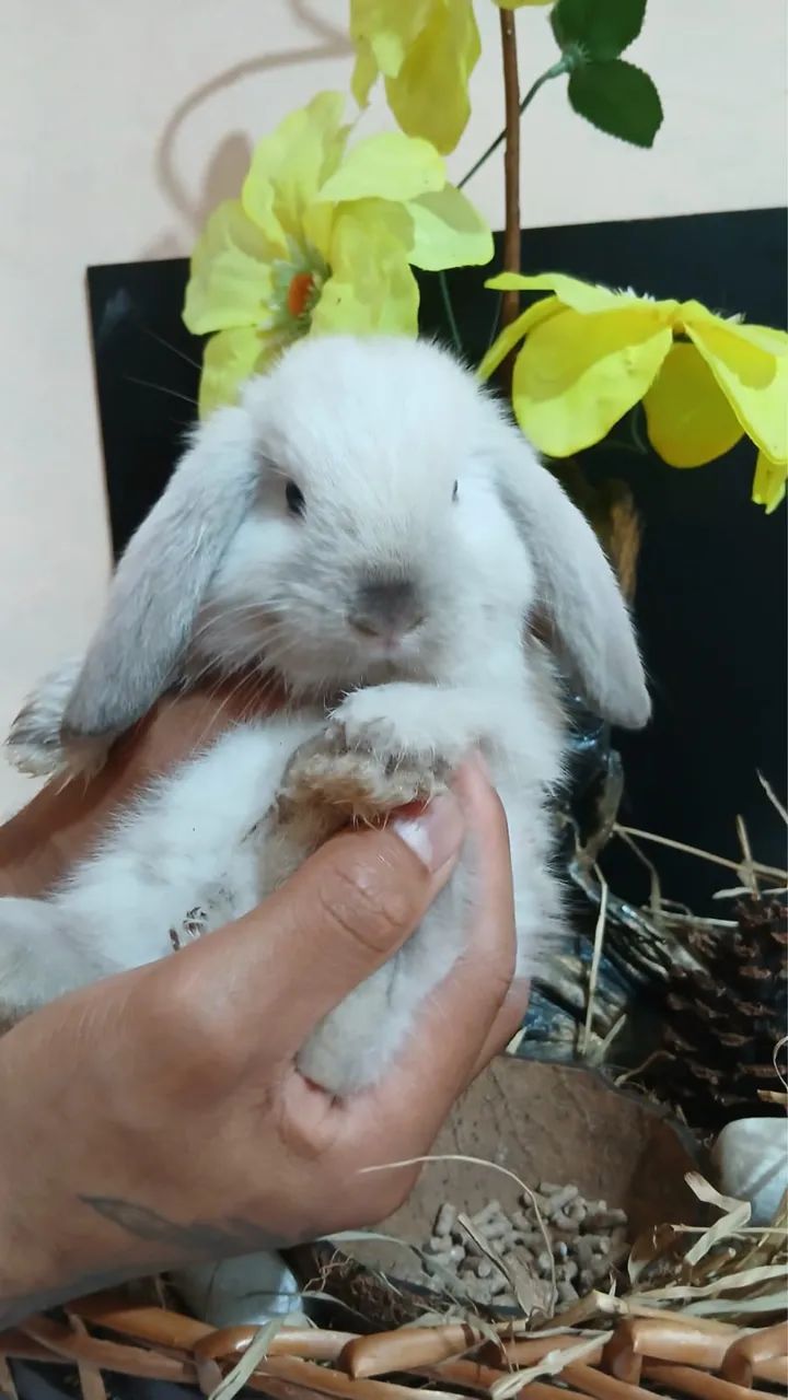 Coelho lop uruguaio bebe branco 