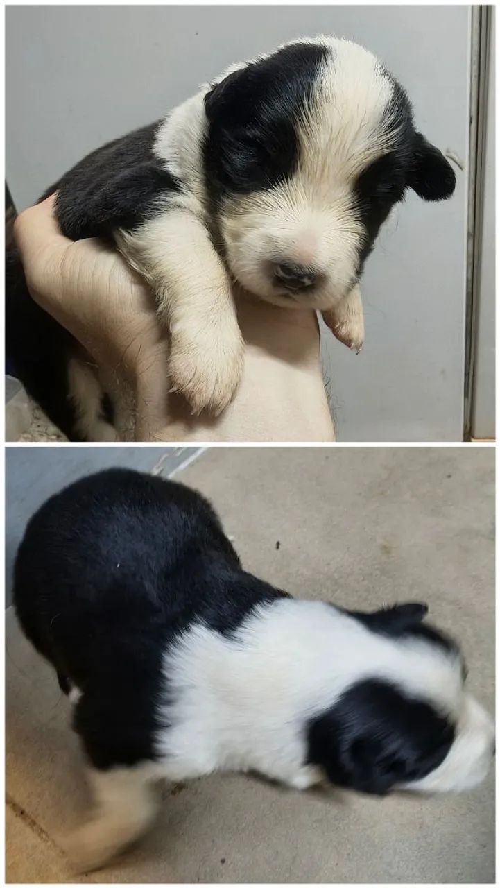 Border Collies 