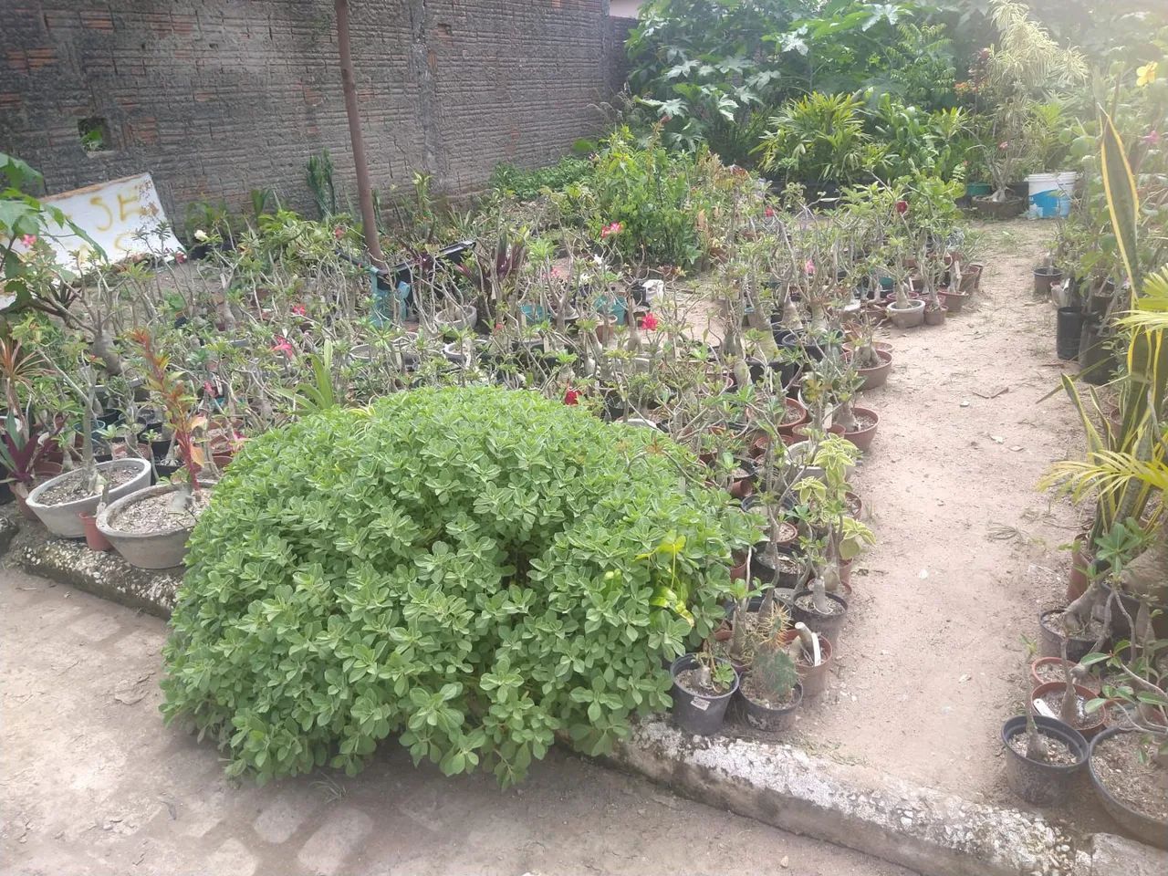 Plantas - Foto 4