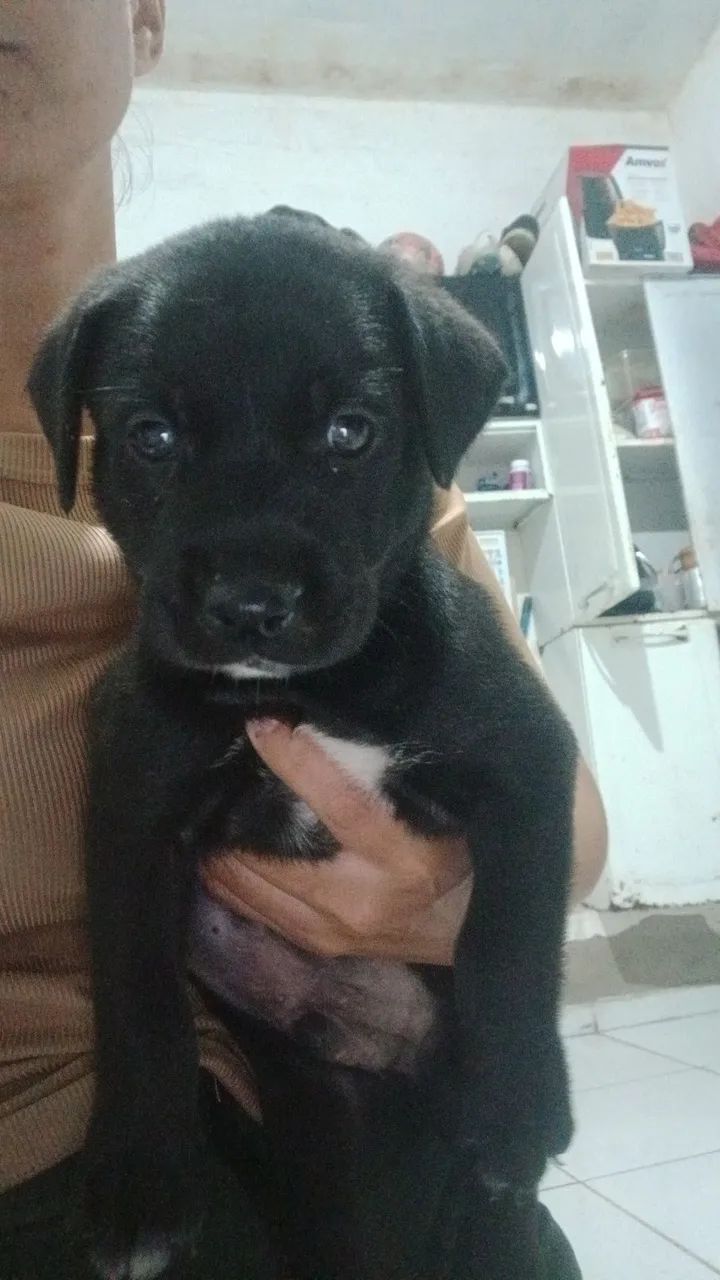 Cachorros  - Foto 2