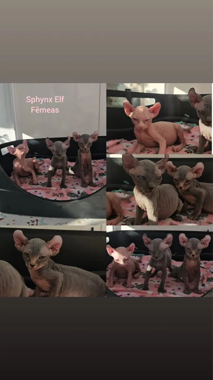 Sphynx padrão e Elf Filhotes - Gatil Bsb Cat - Foto 4