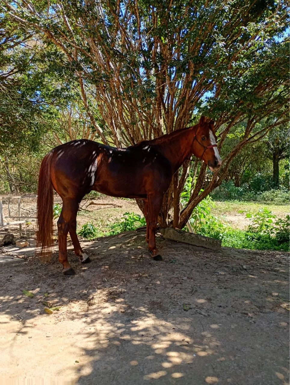 Cavalo quarto de milha  - Foto 3