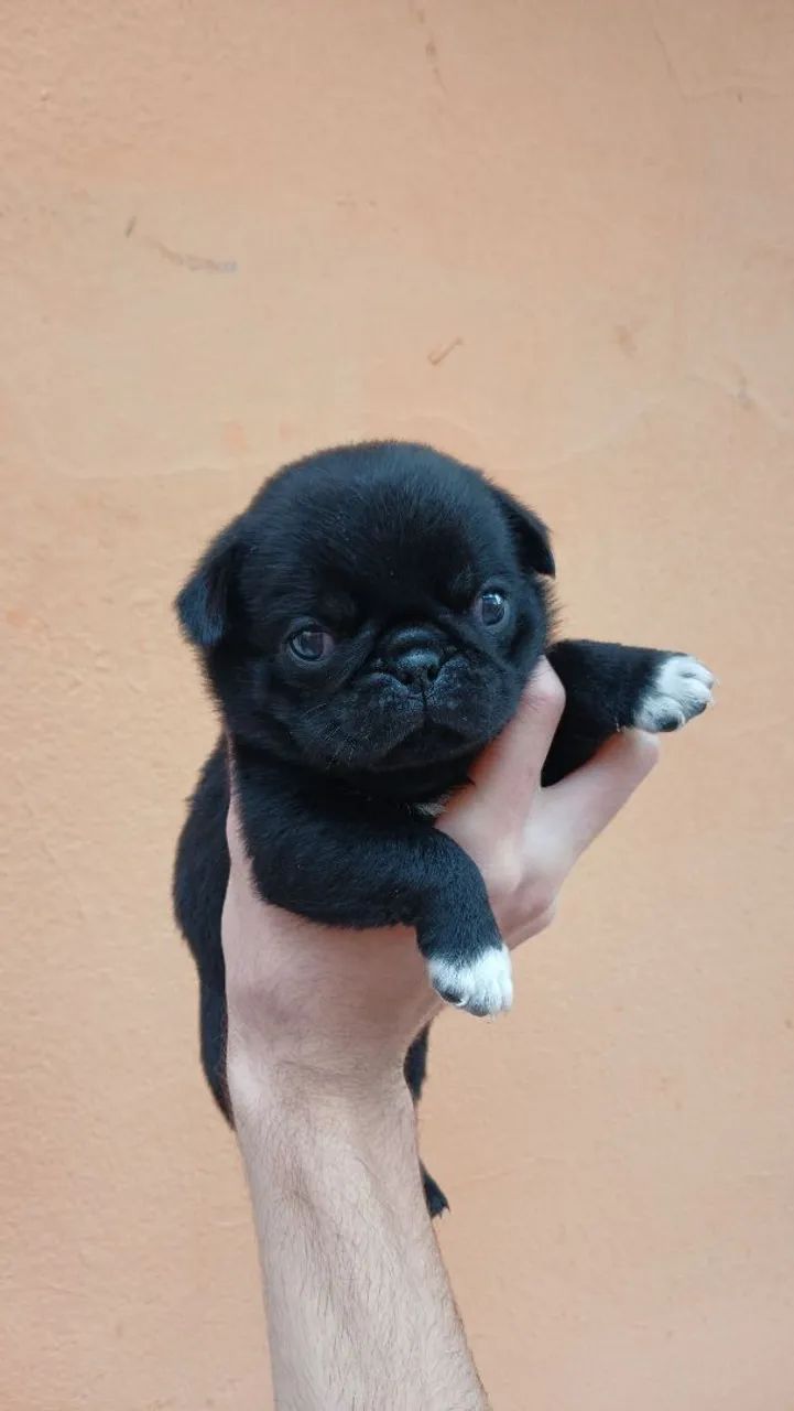 Pug macho preto 