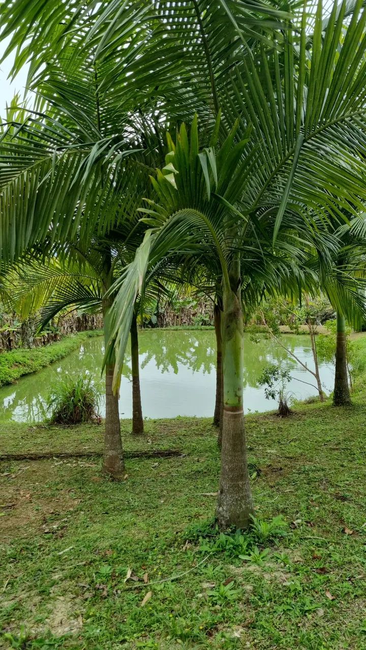 Chácara Morretes-Pr  - Foto 2