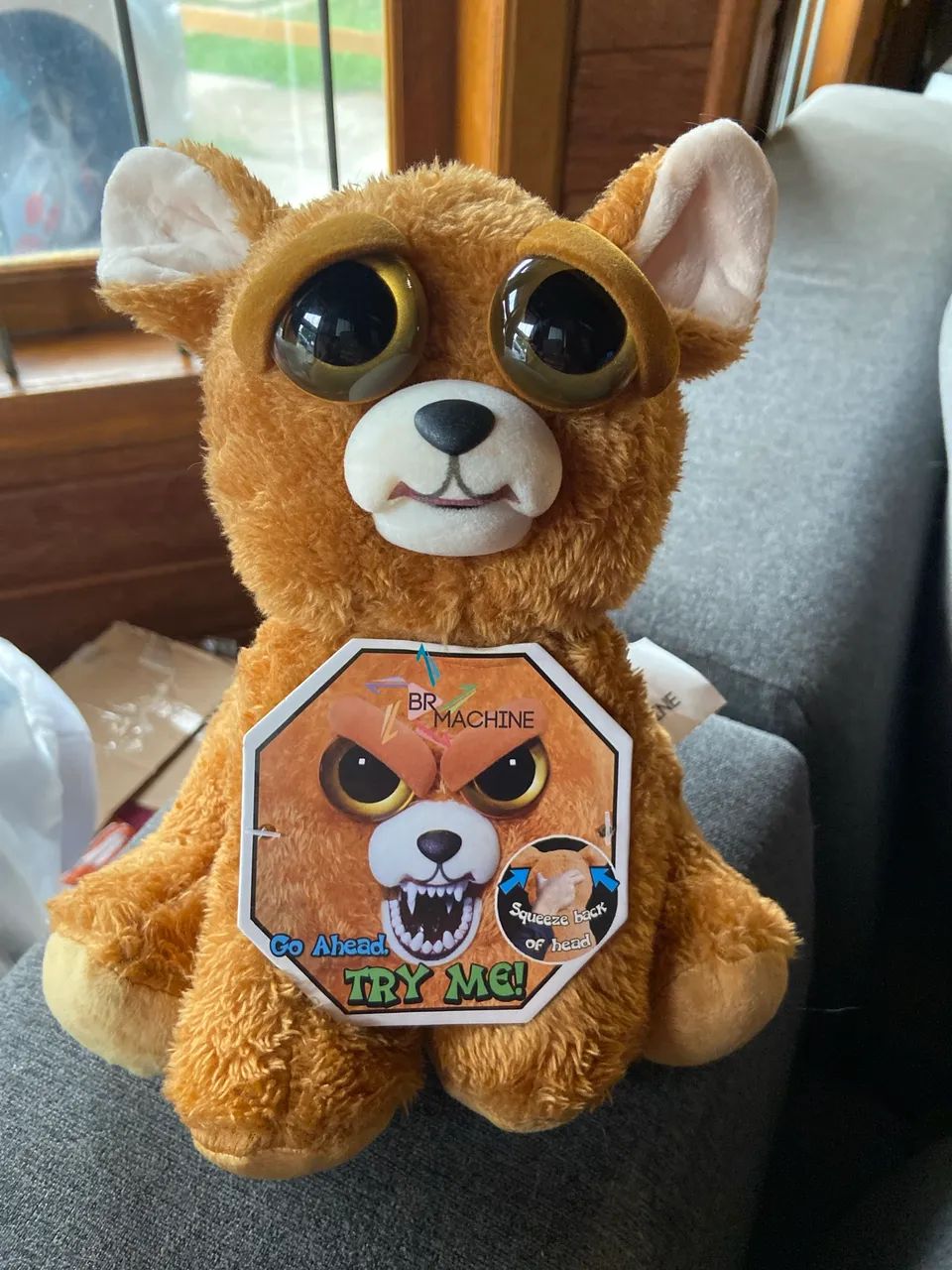 Feisty brmachine Chihuahua 