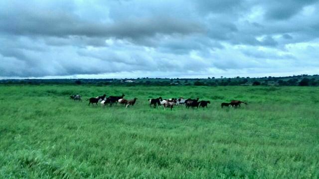 Fazenda em Ribeira do Pombal - Foto 7