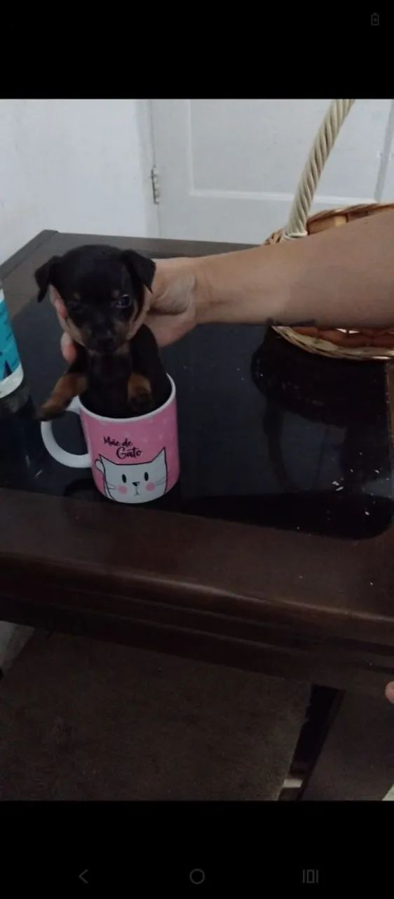 Pincher 