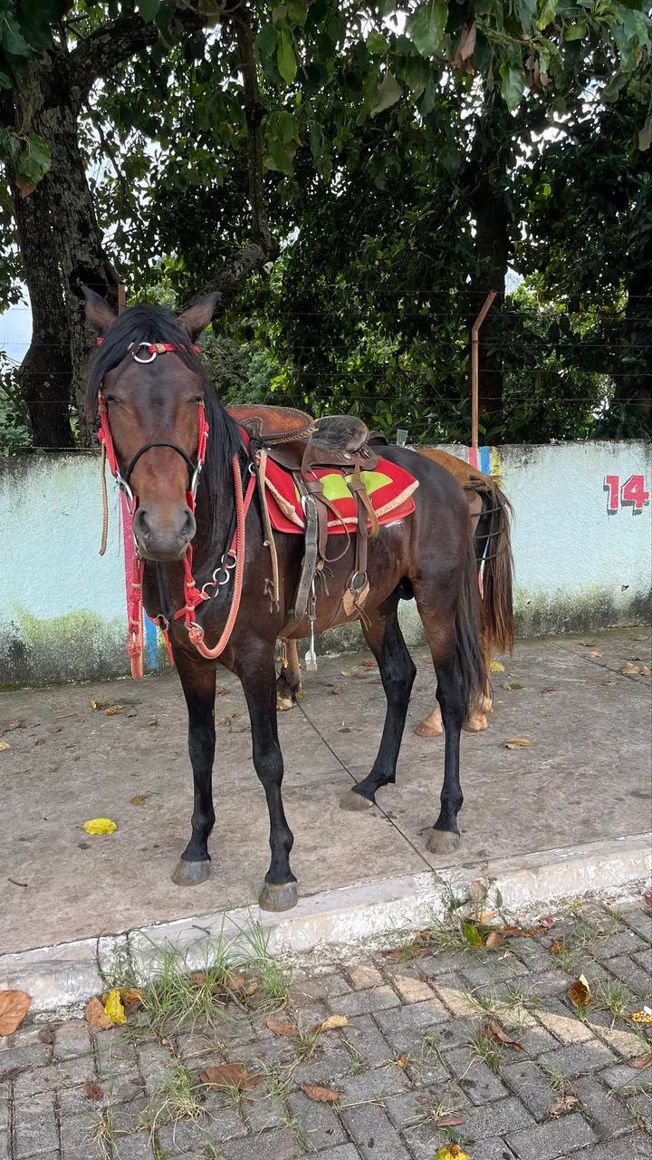 Cavalo  - Foto 4