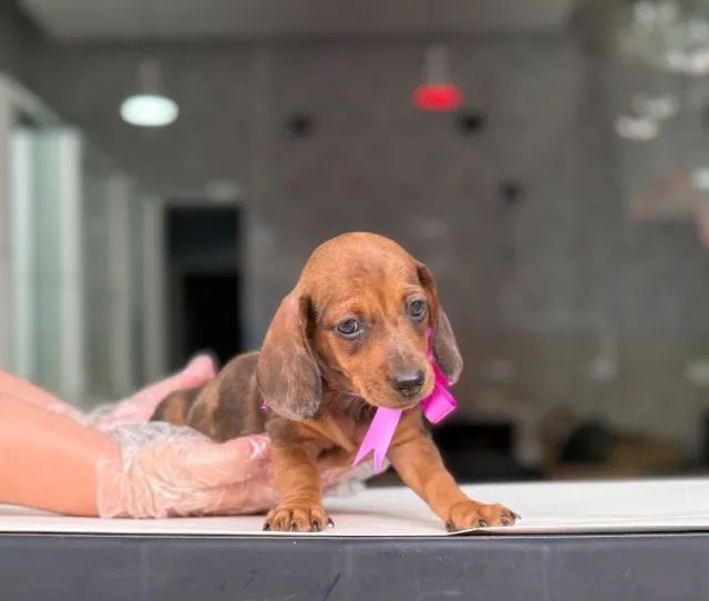 Teckel Macho Pelo Curto Estrutura Linda | Pedigree e Loja Física