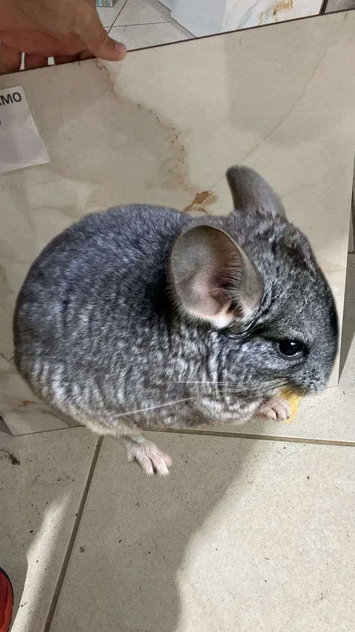 Filhote de chinchila