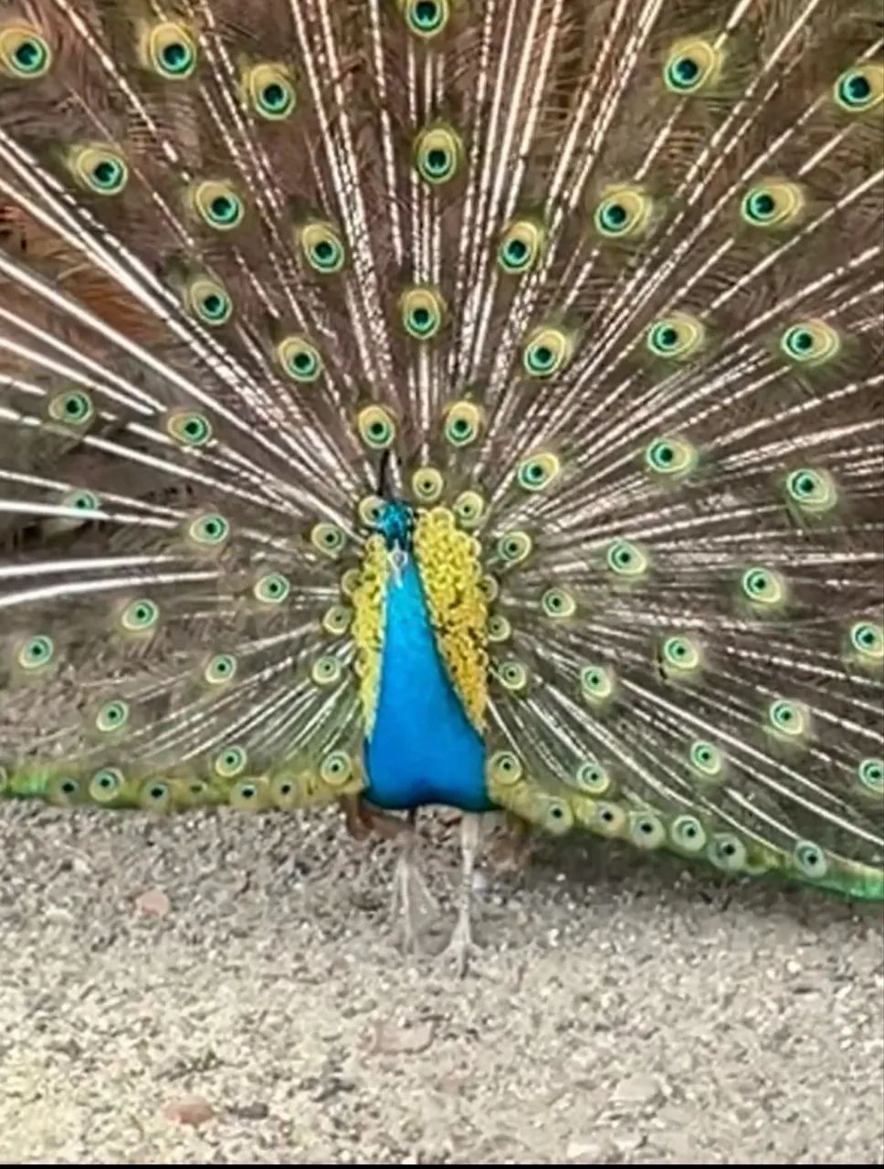 Aves ornamentais (galinhas ornamentais) - Foto 6