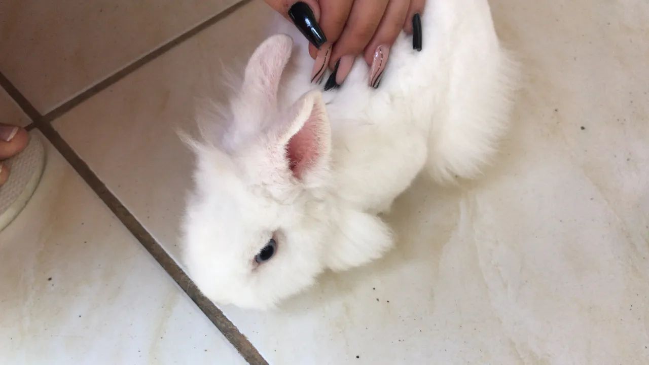 Pet - Foto 2