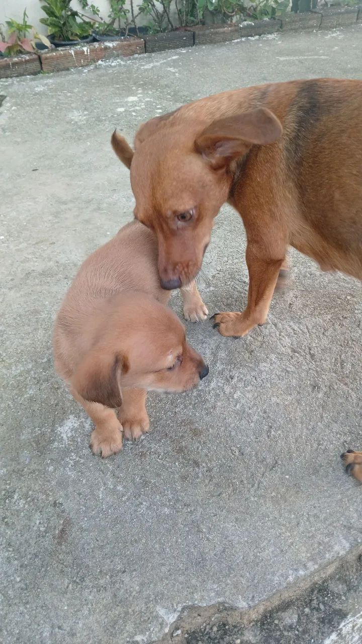 Lindo salsicha com pincher  - Foto 3