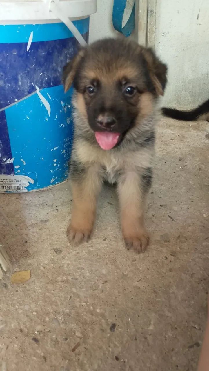 Vendo filhotes de pastor alemão 