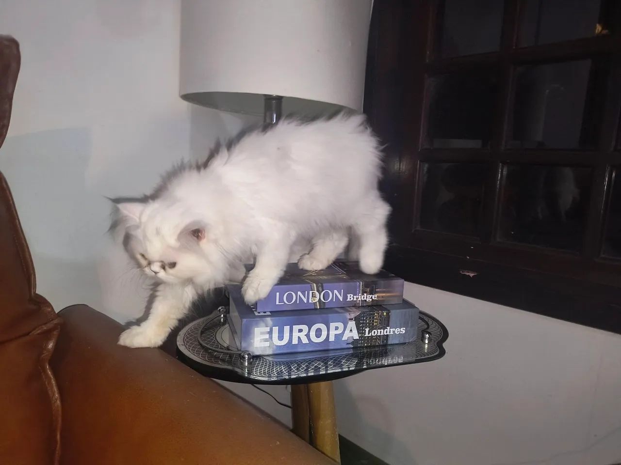 Persa com pedigree 