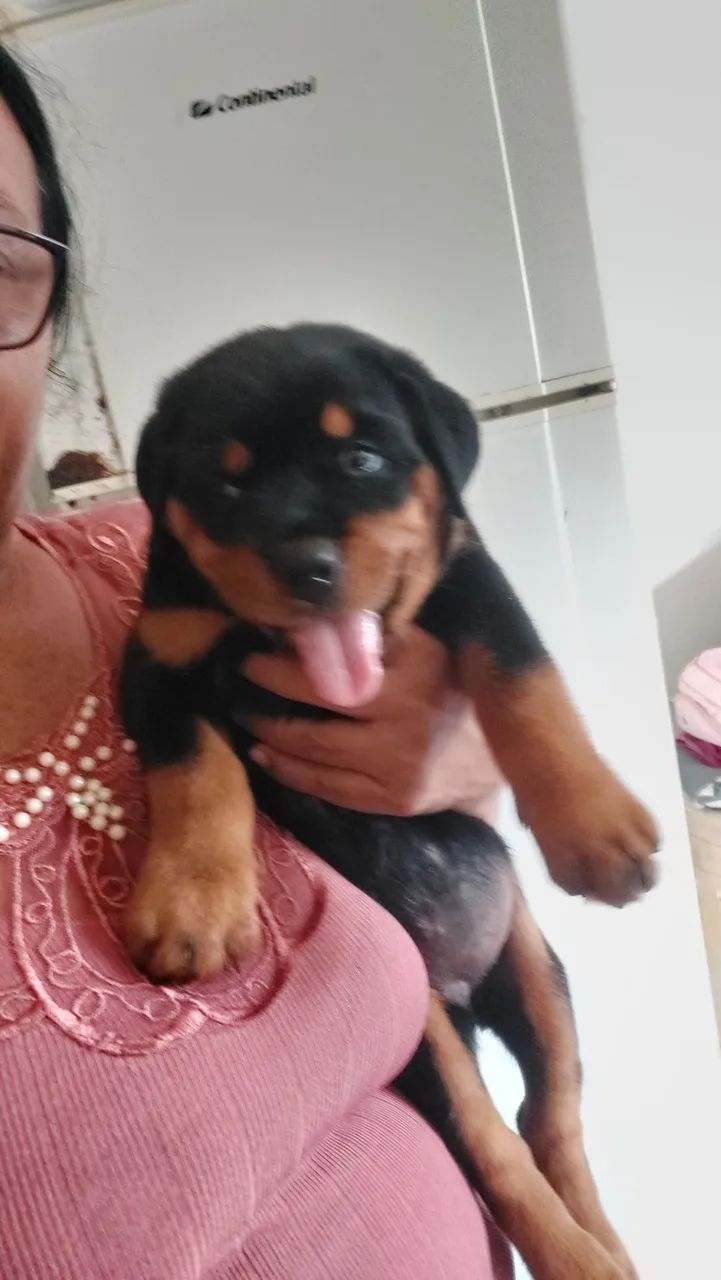 Bebe Rotwaler cabeça de touro - Foto 5