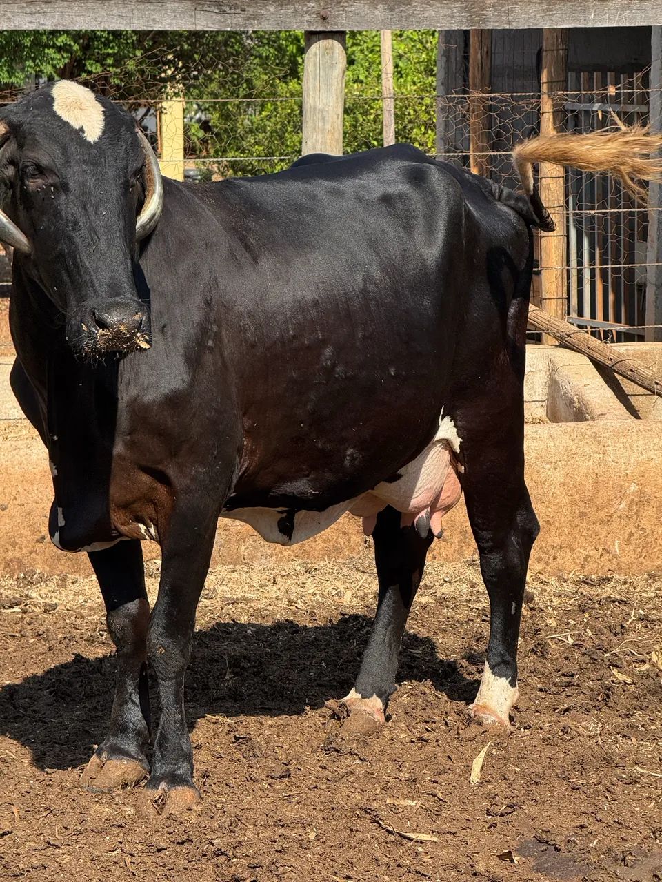 Vaca  - Foto 2