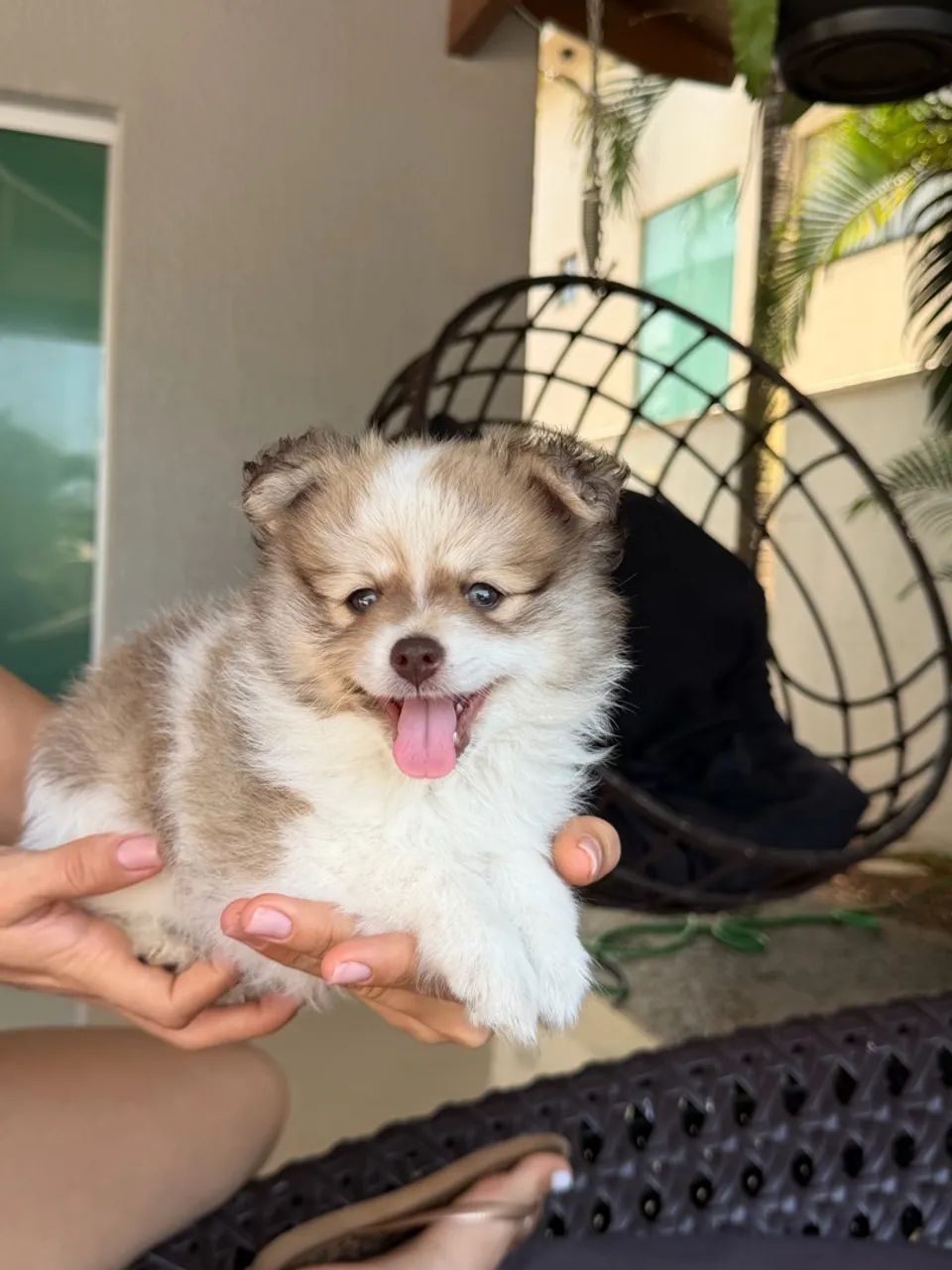 Lulu da pomerânea  - Foto 5