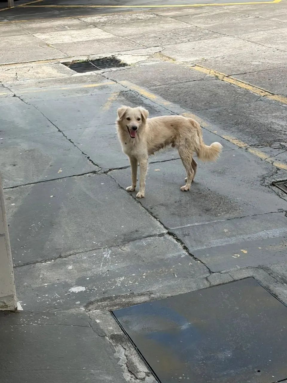 Adoção responsável - Foto 3