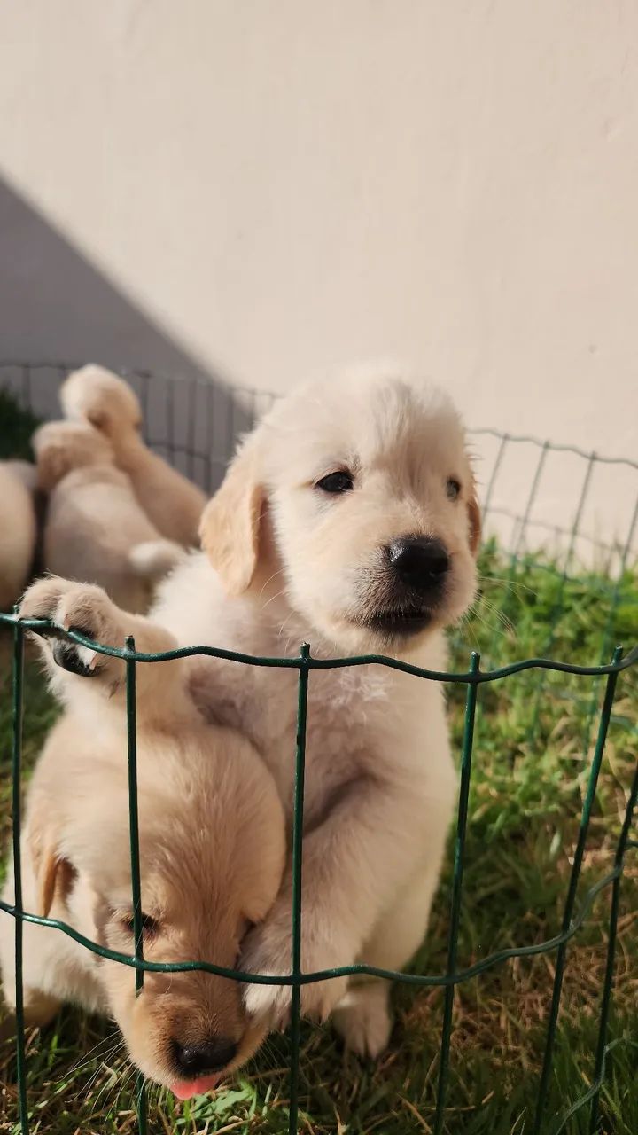 Golden Retriever  - Foto 3