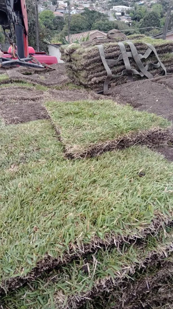 Grama esmeralda 