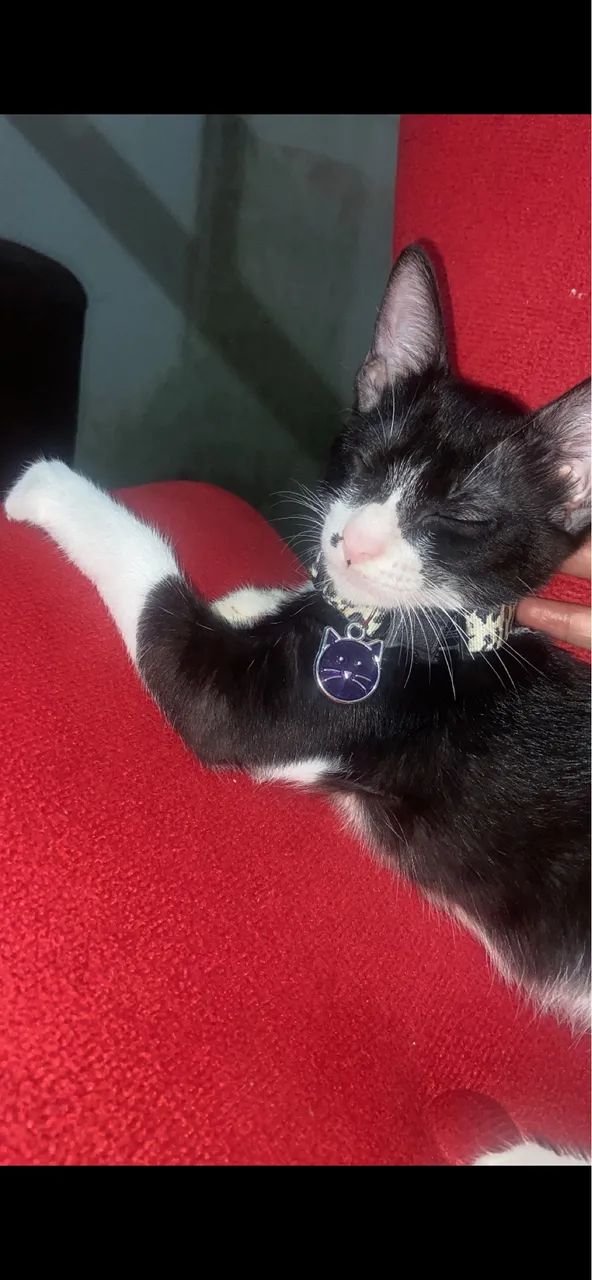 Gatinho para doação  - Foto 2