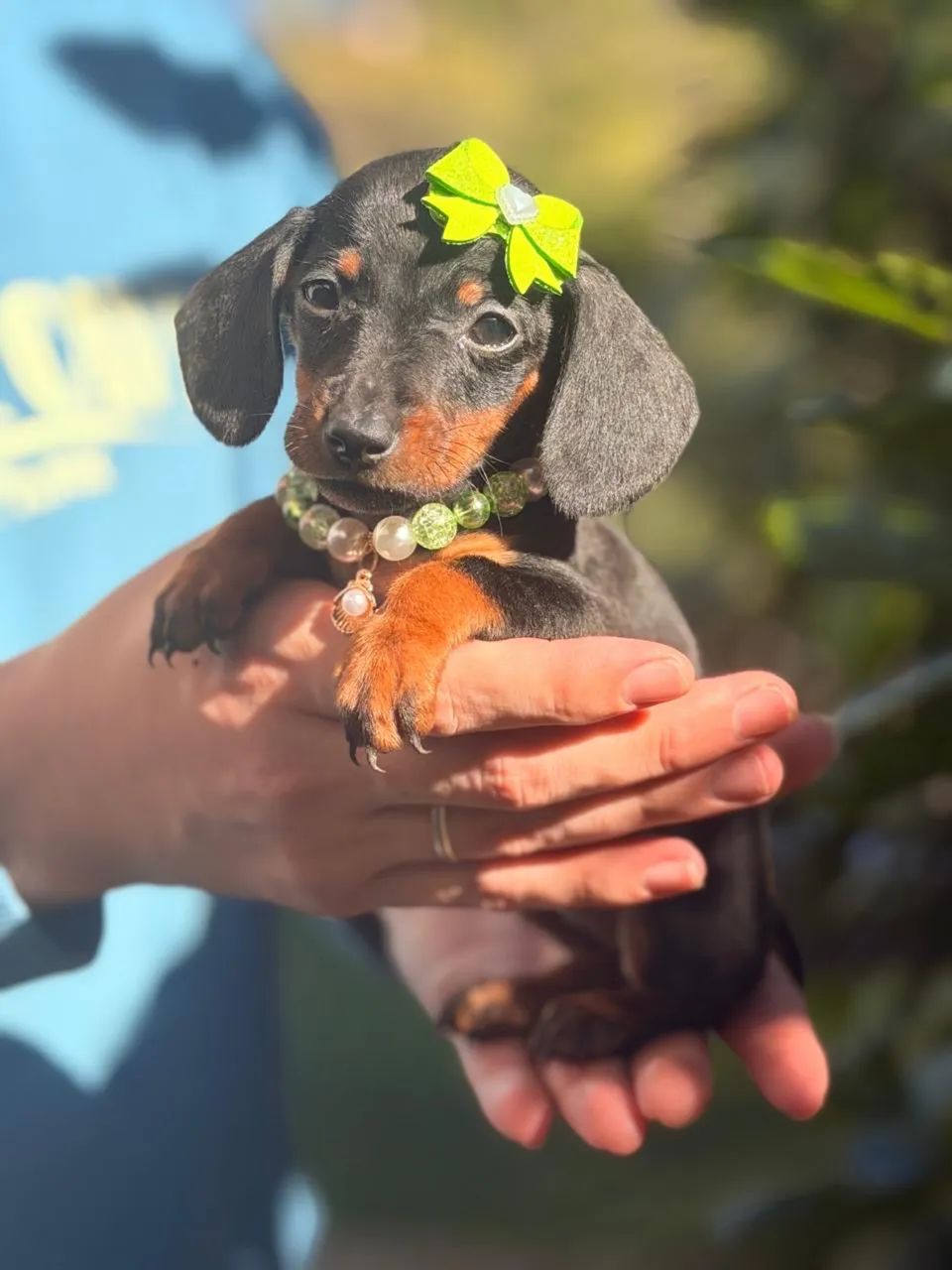 Dachshund Filhotes Linguicinha Salsichinha - Foto 4
