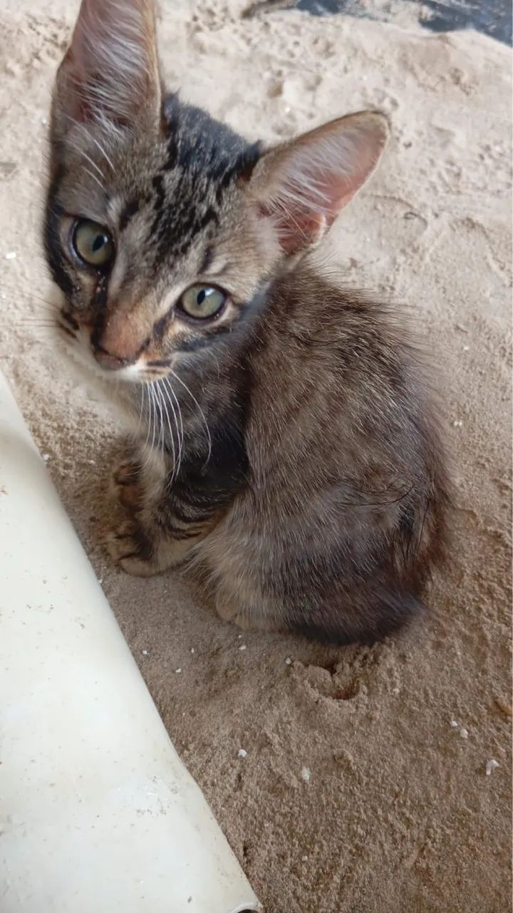Gatinhos filhotes pra adoção  - Foto 4