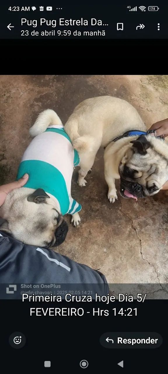 Pug macho - Foto 3