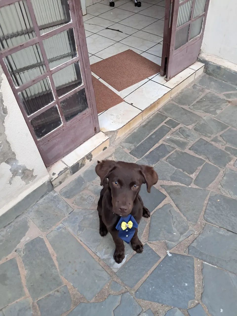 Labrador  - Foto 5