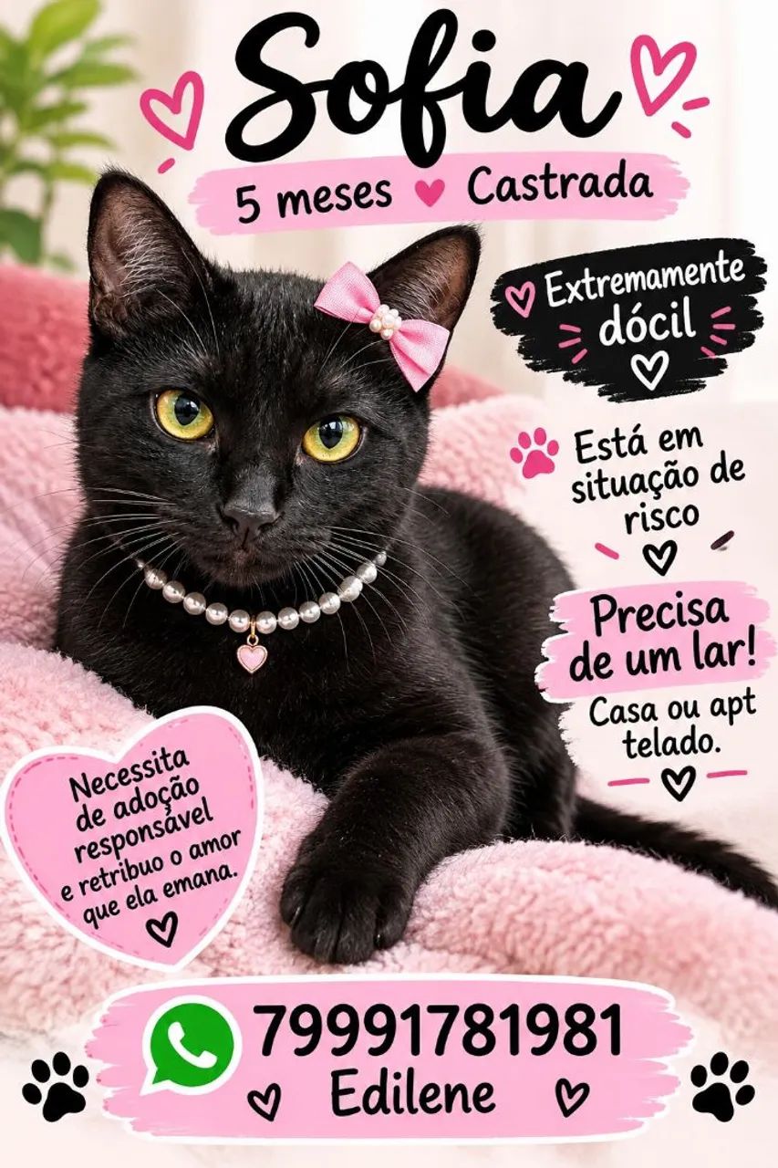 GATOS LINDOS - Foto 5