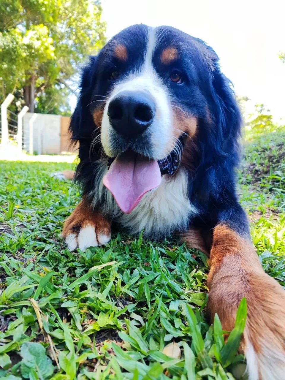 Bernese macho adulto - Foto 2
