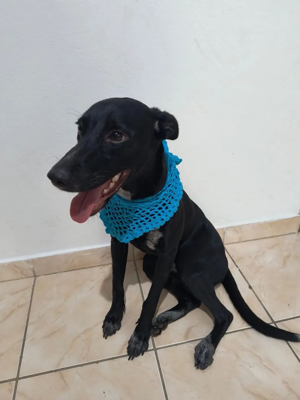 Cachorra pra adoção 