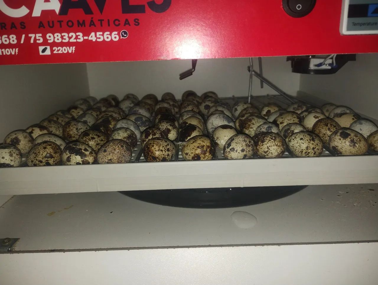 Codorna japonesa  - Foto 3
