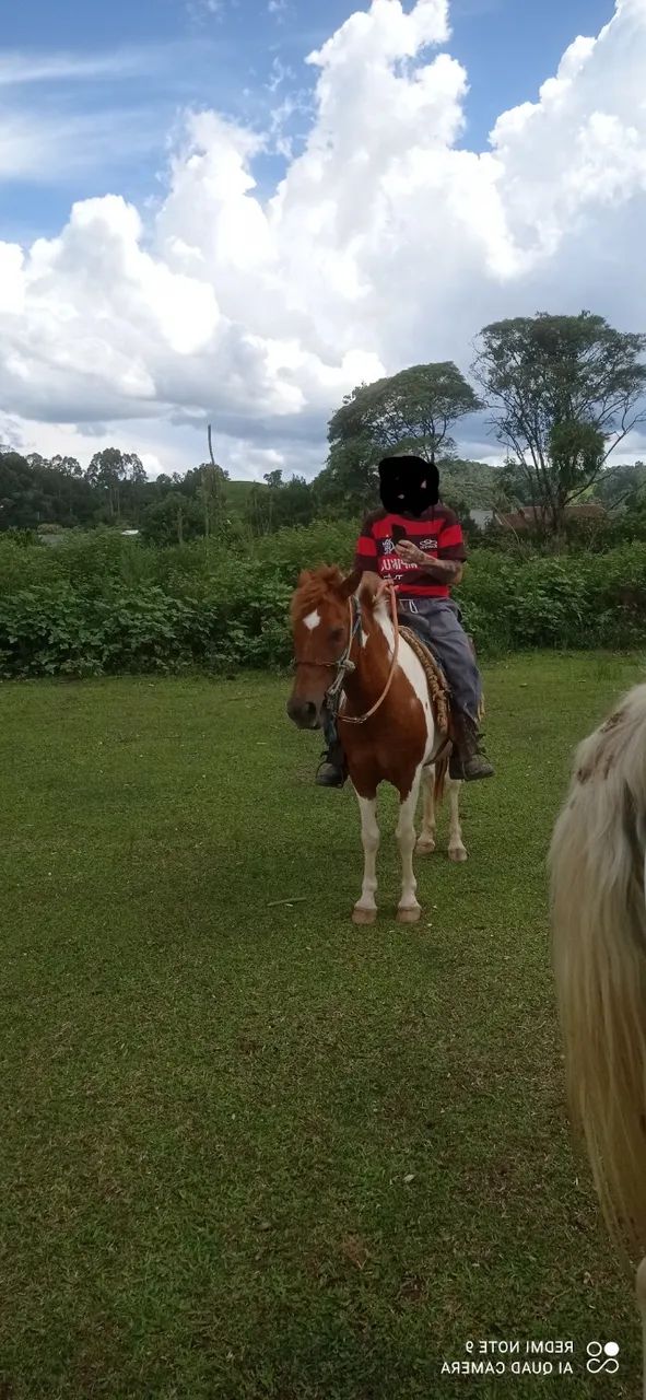 Petiço pampo manso de montaria.