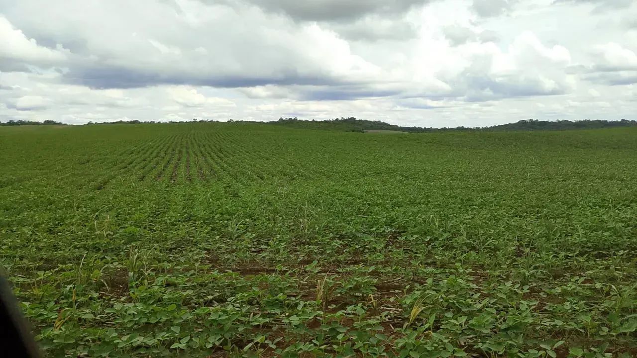 Fazenda em Pedro Afonso - TO 116 Alqueires