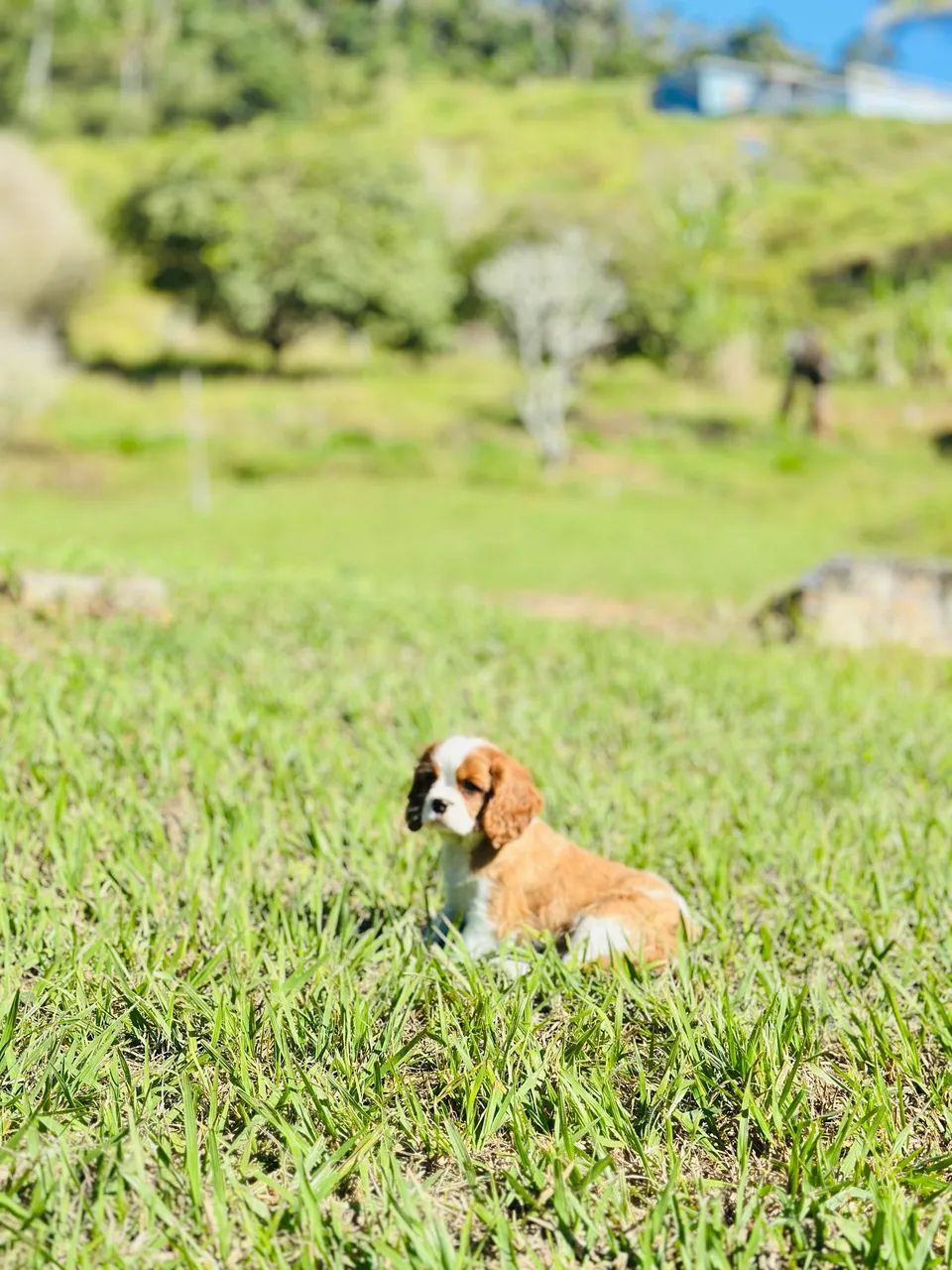 Cavalier king  - Foto 5