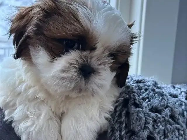 Doação de cachorro - Shitzu 
