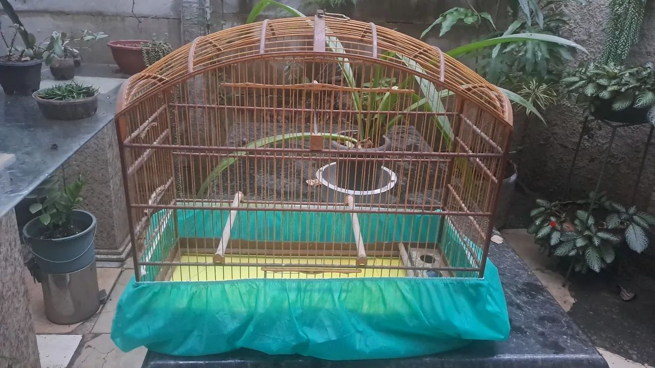 Gaiola Abaulada 65685576989313120