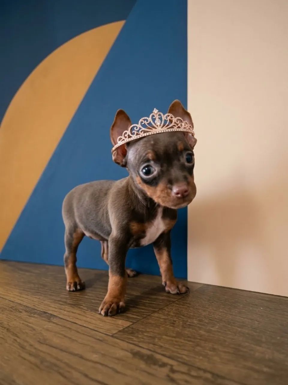 Pinscher Fêmea Queridinha