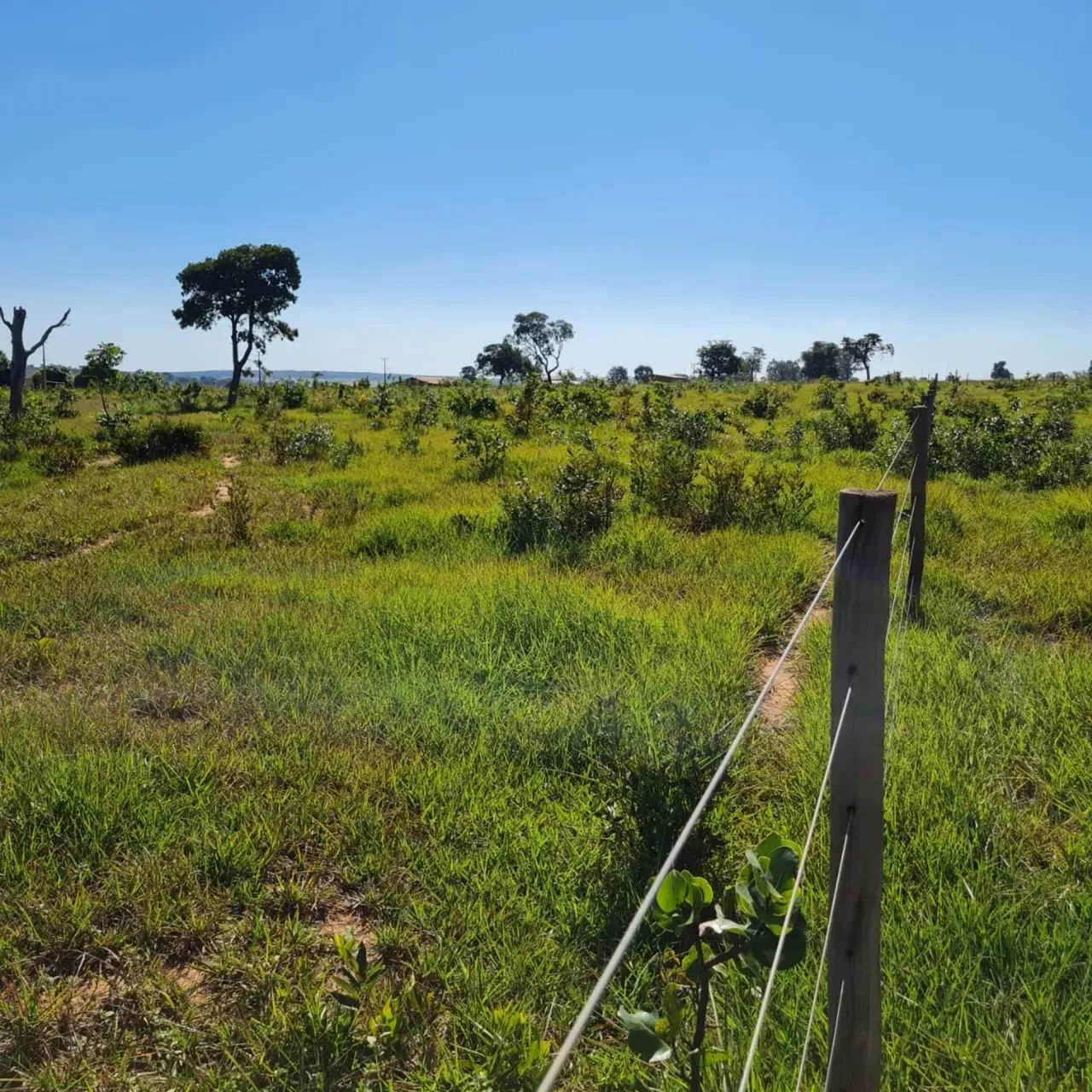 CÓD 589  Chácara à Venda | MS-040  Campo Grande/MS - Foto 5