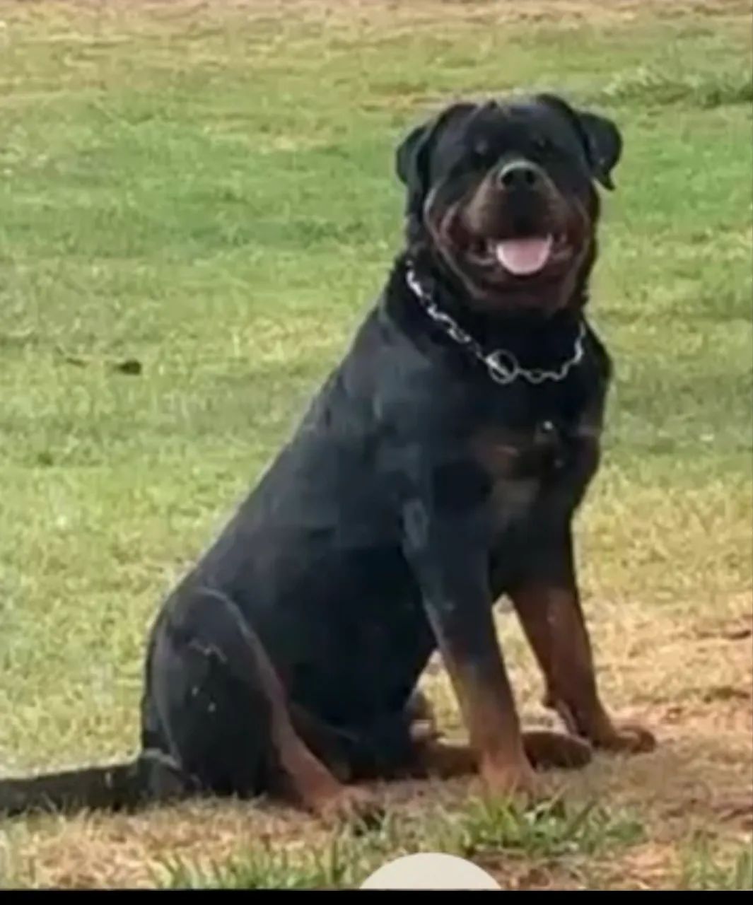 Rotweiller cobertura  - Foto 2