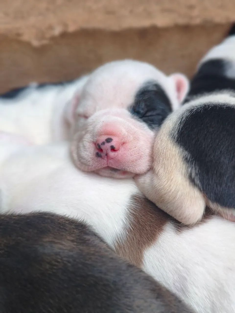 American Bully  - Foto 5