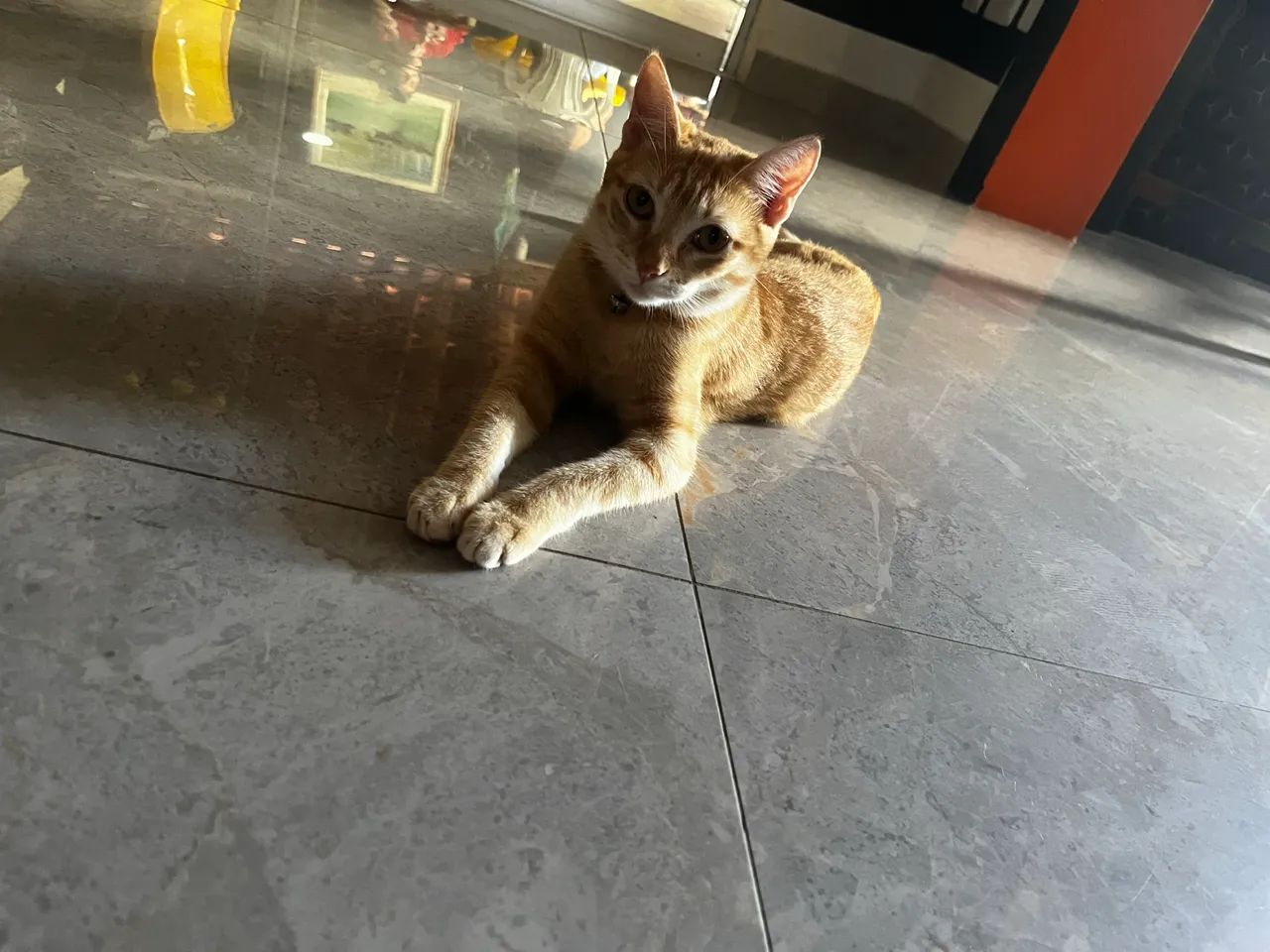 Doação de gato - Foto 2