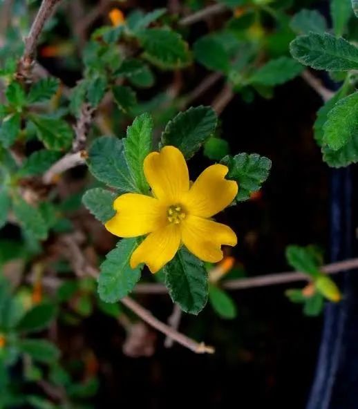 Muda de Damiana (Turnera Diffusa)