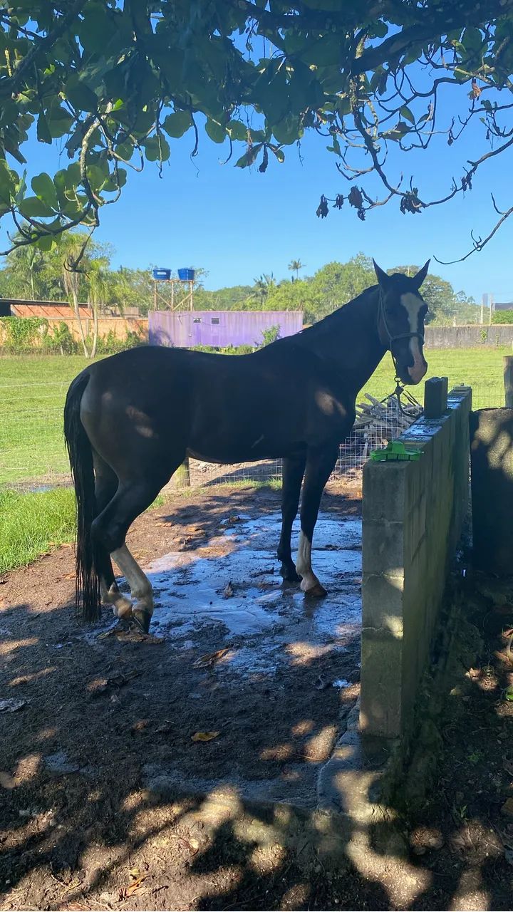 Cavalo Crioulo - Foto 3