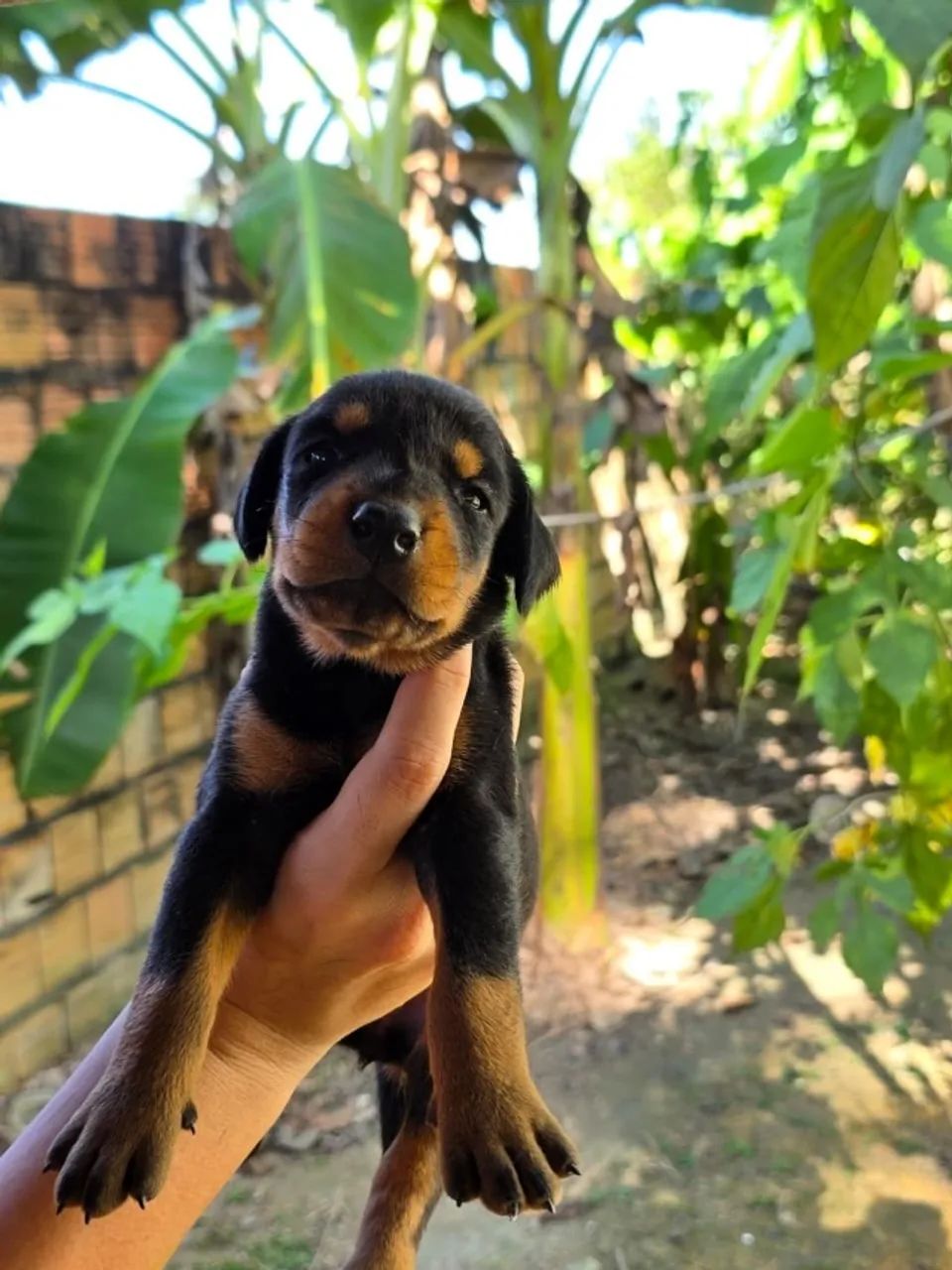 FILHOTES DE DOBERMANN